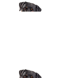 unisex mikina bez kapuce