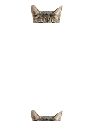 dámská mikina klokanka