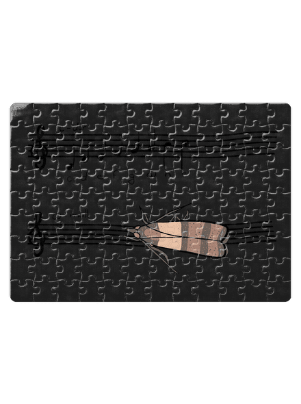 A - moll puzzle White